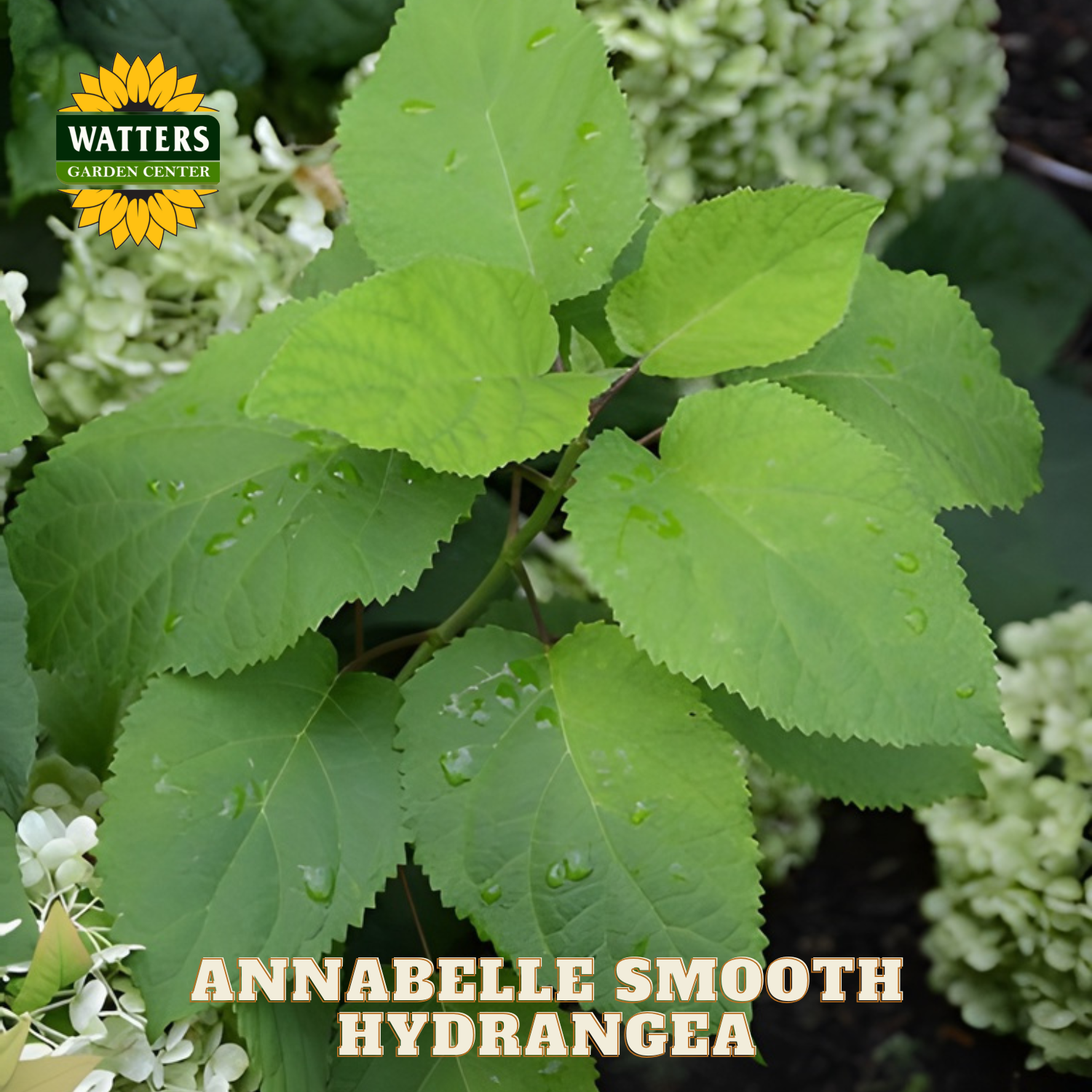 Green leaves with water droplets and 'Watters Garden Center' logo, featuring 'Annabelle Smooth Hydrangea'.
