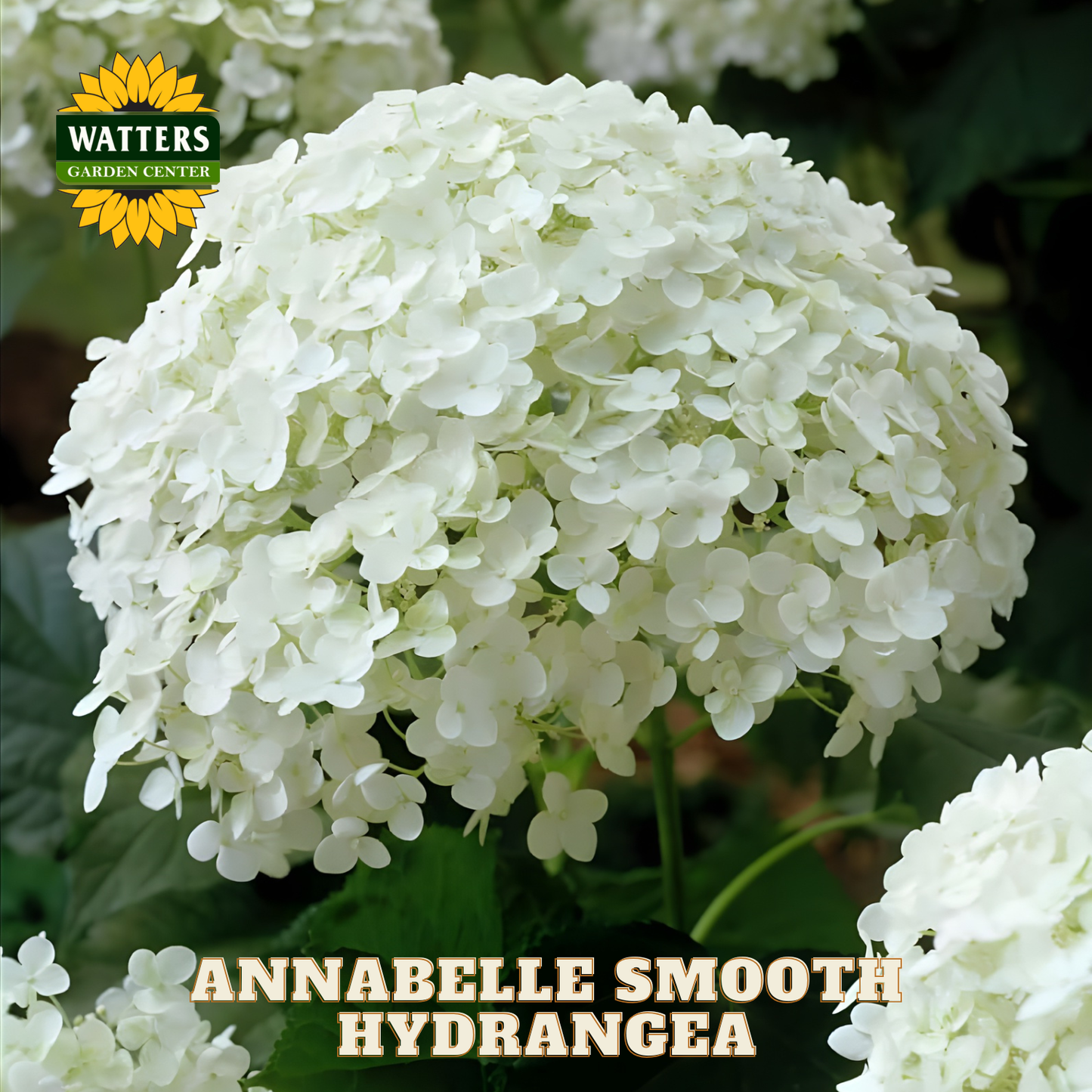 White hydrangea flower with 'Watters Garden Center' logo and 'Annabelle Smooth Hydrangea' text.