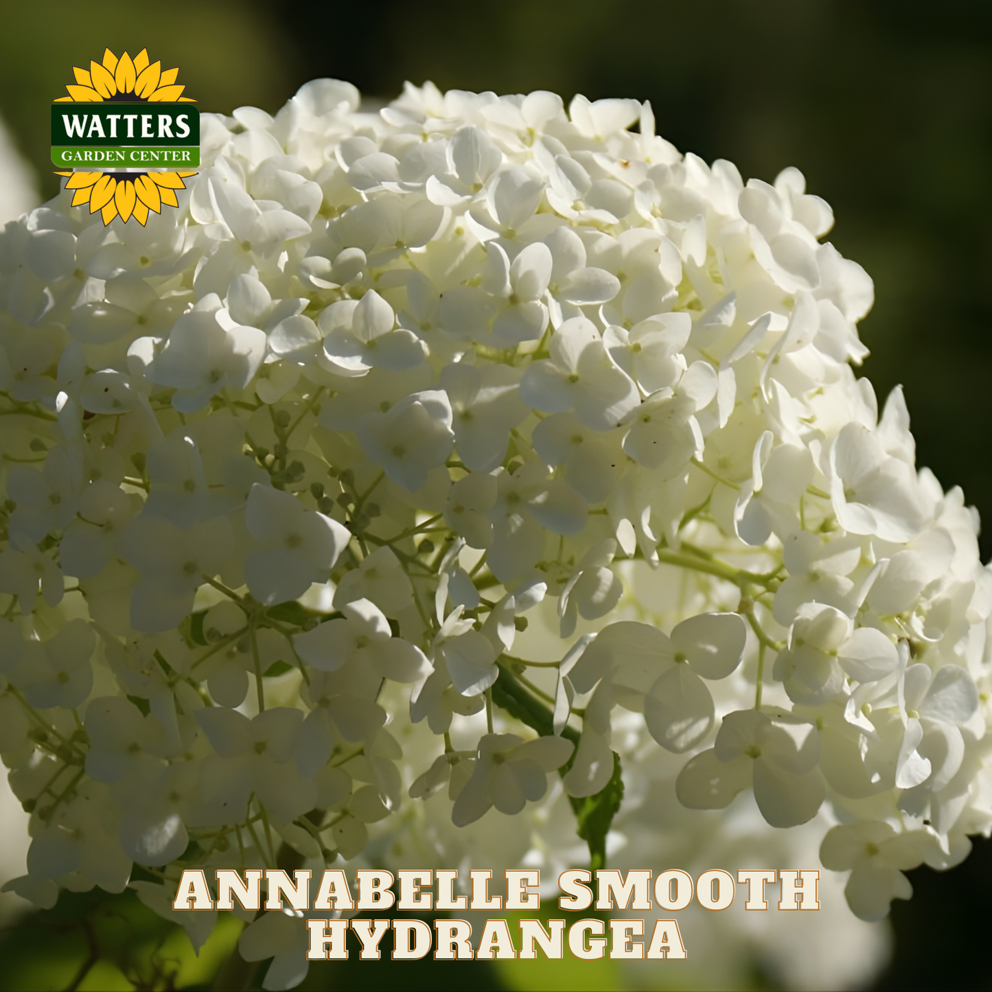 Close-up of white hydrangea flowers with Watters Garden Center logo.