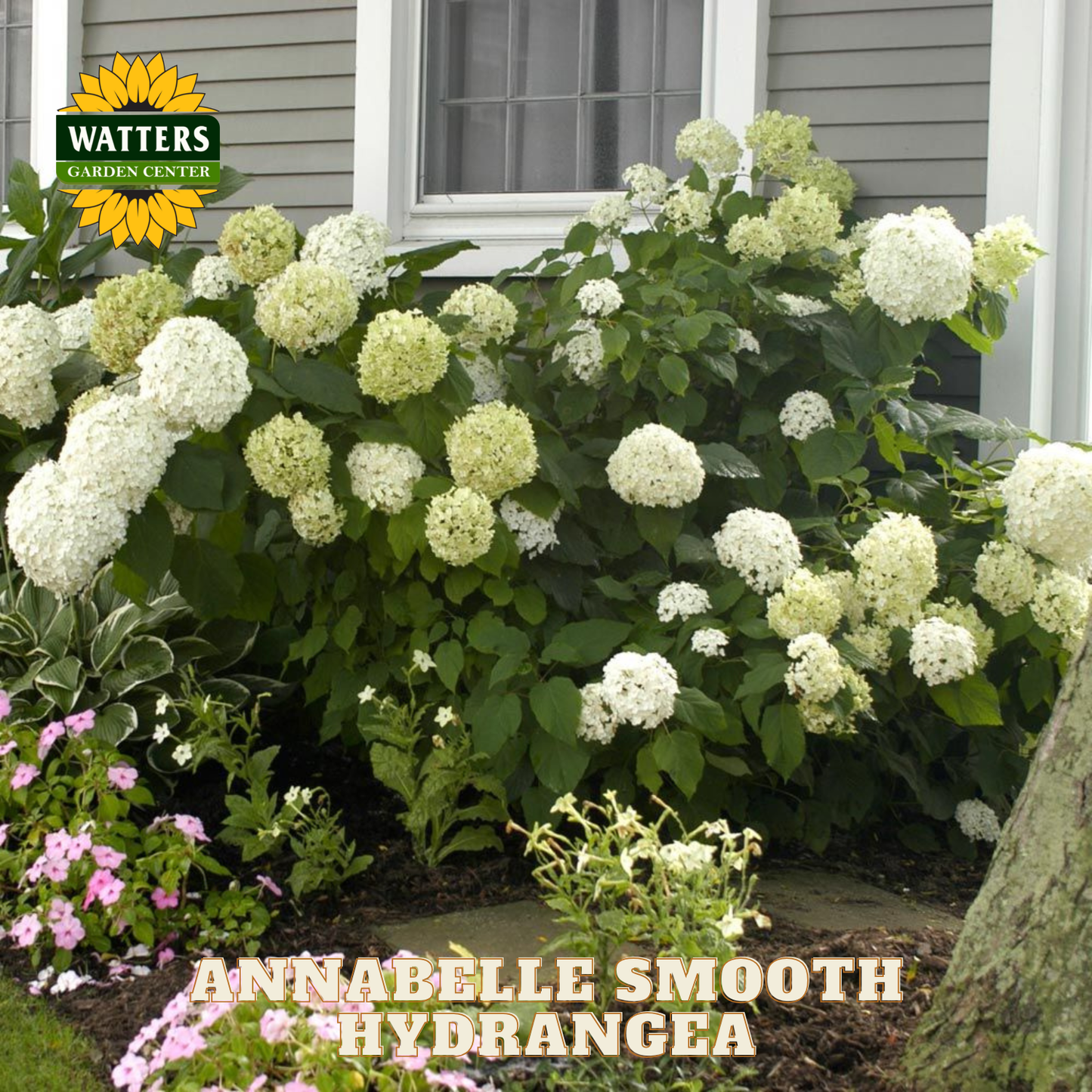 White hydrangea bush in front of a house with Watters Garden Center branding.