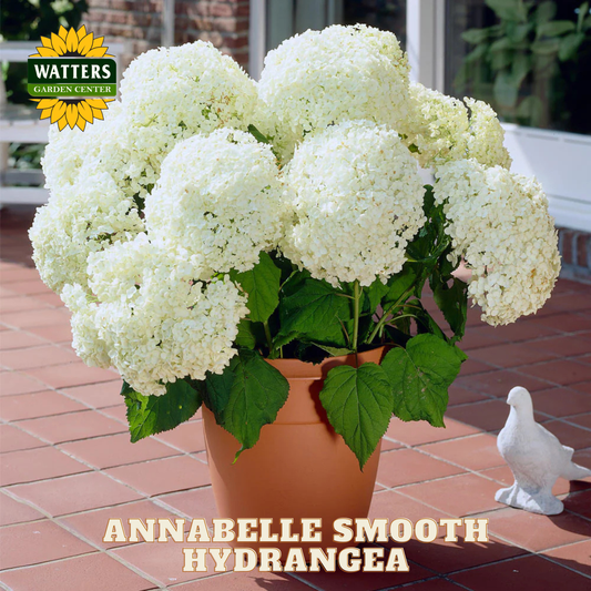 Potted Annabelle Smooth Hydrangea with Watters Garden Center branding on a patio.