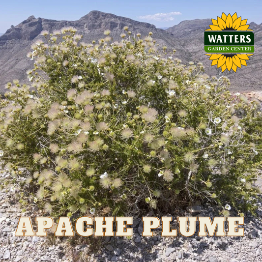 APACHE PLUME 1gal