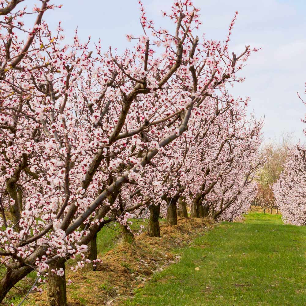 BLENHEIM APRICOT TREE 5gal
