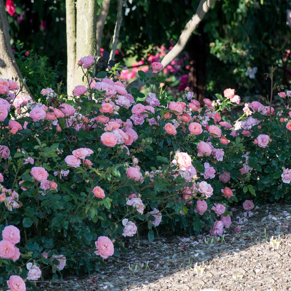 Apricot Drift® Rose (Rosa 'Drift Meimirrote') - 1 gallon