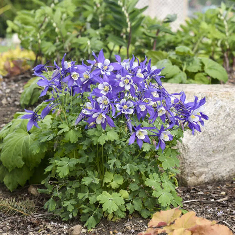 COLUMBINE AQUILEGIA 1gal