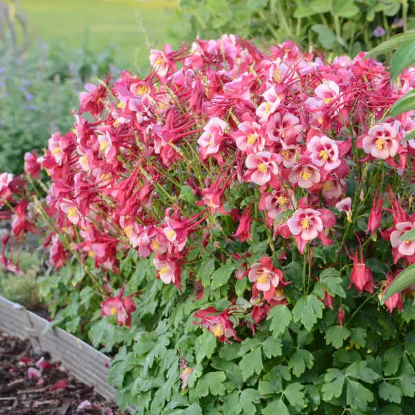 COLUMBINE AQUILEGIA 1gal