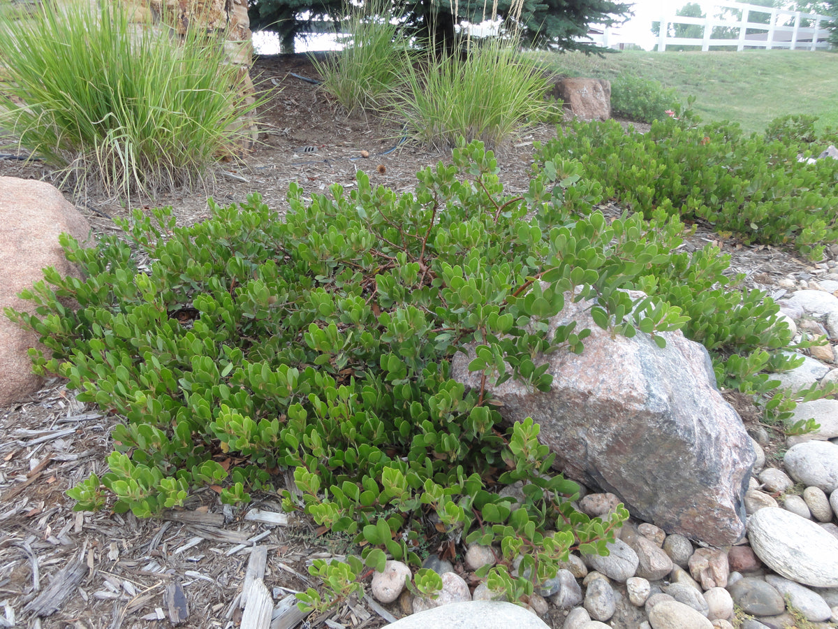 KINNIKINNICK MANZANITA 1gal
