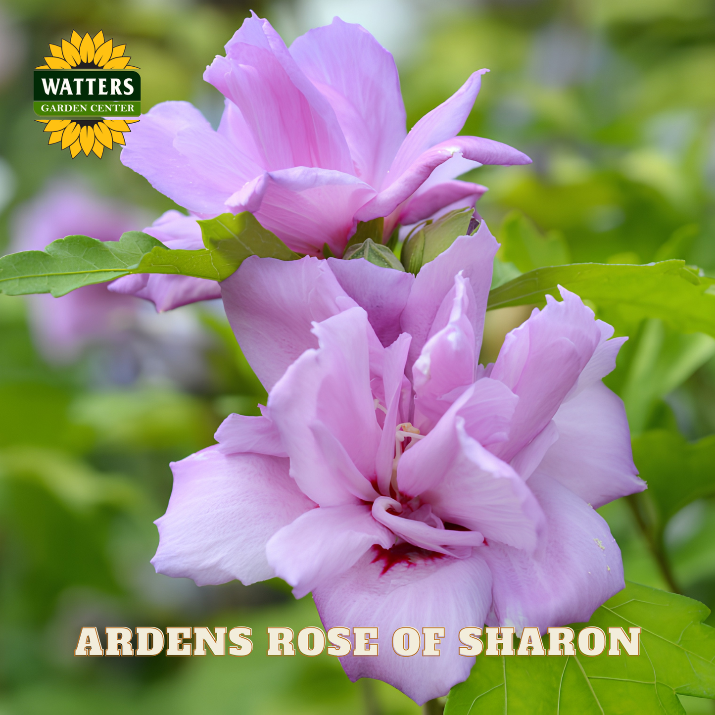 Pink flowers with green leaves and Watters Garden Center logo.