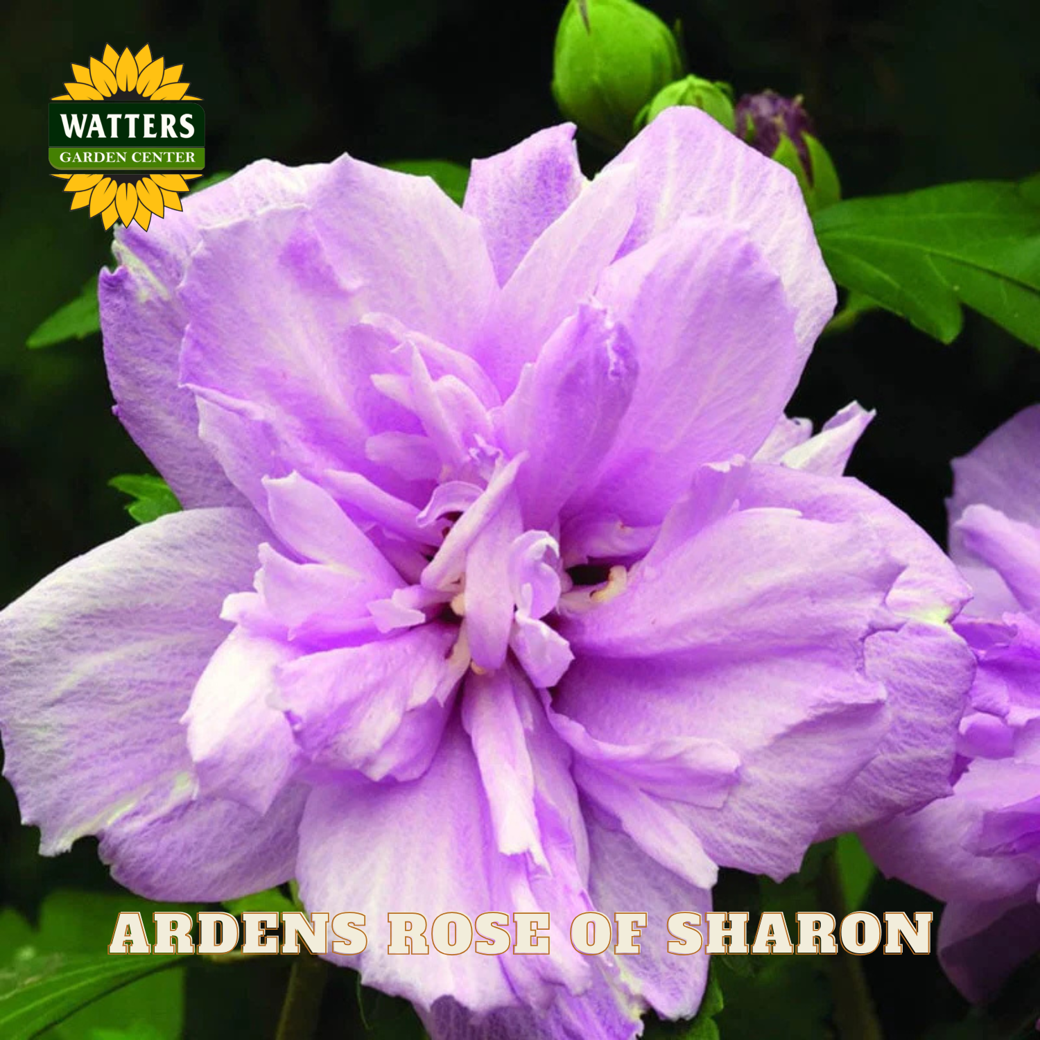 Purple flower with 'Watters Garden Center' logo and 'Ardens Rose of Sharon' text.