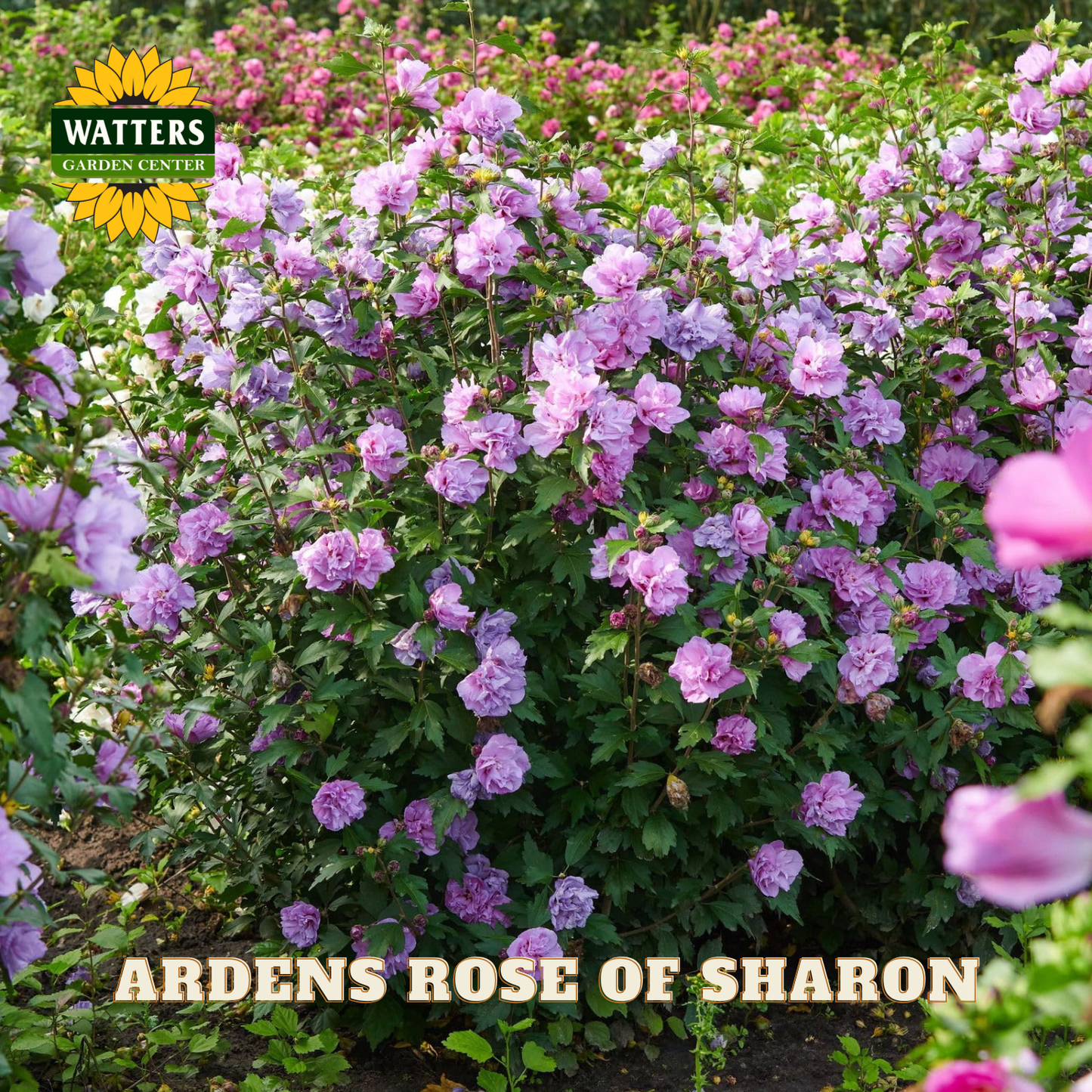 Blooming pink flowers with Watters Garden Center logo and 'Ardens Rose of Sharon' text.