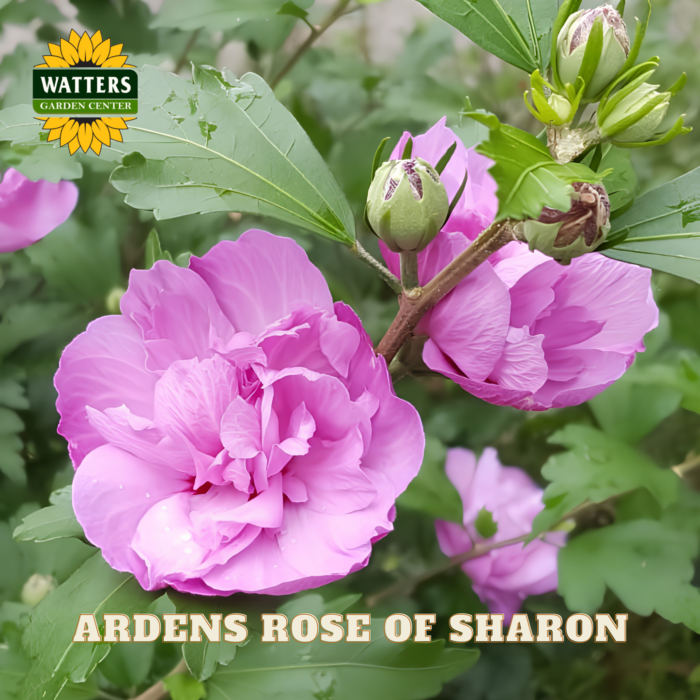 Pink rose of sharon flowers with green leaves and Watters Garden Center logo.