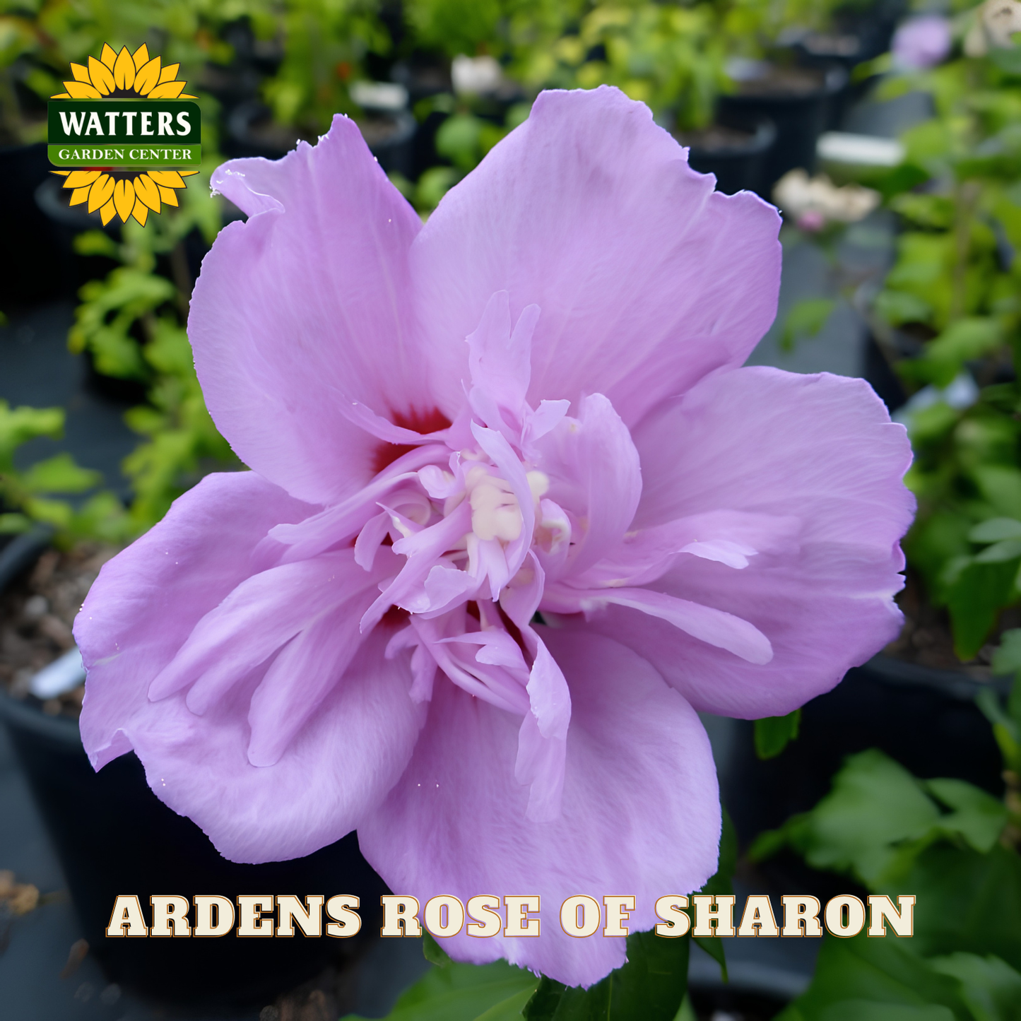 Purple flower with 'Watters Garden Center' logo and 'Ardens Rose of Sharon' text.