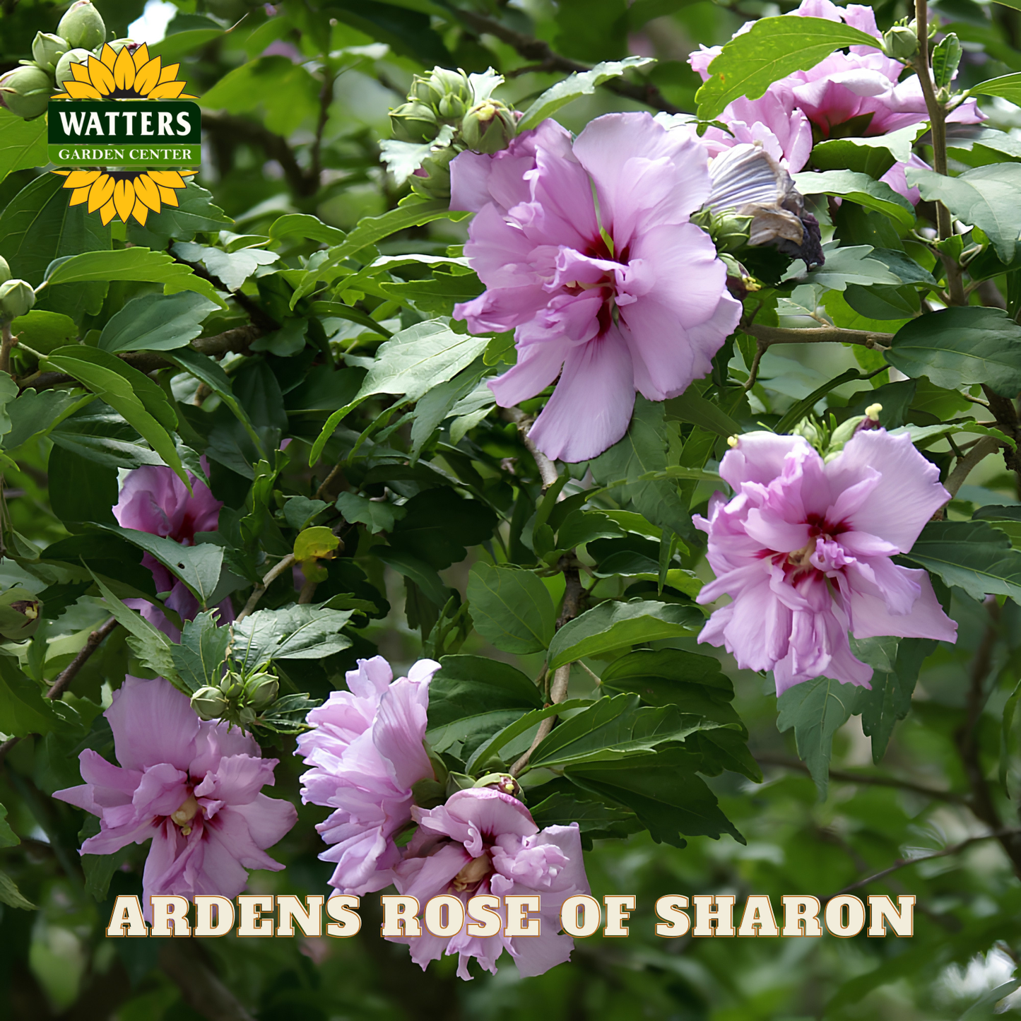 Pink flowers on a green bush with Watters Garden Center logo