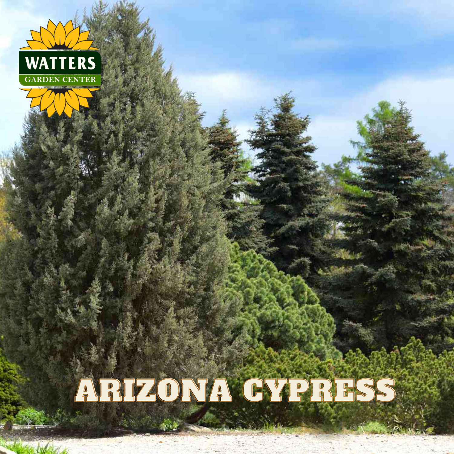 Arizona Cypress trees with Watters Garden Center logo in the corner
