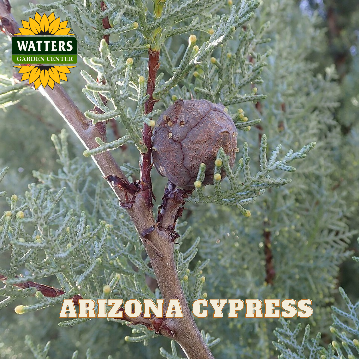 Arizona Cypress branch with cones and Watters Garden Center logo