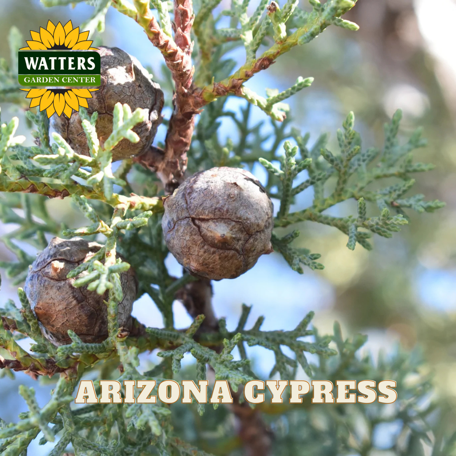 Arizona Cypress with cones on a branch, branded with Watters Garden Center.