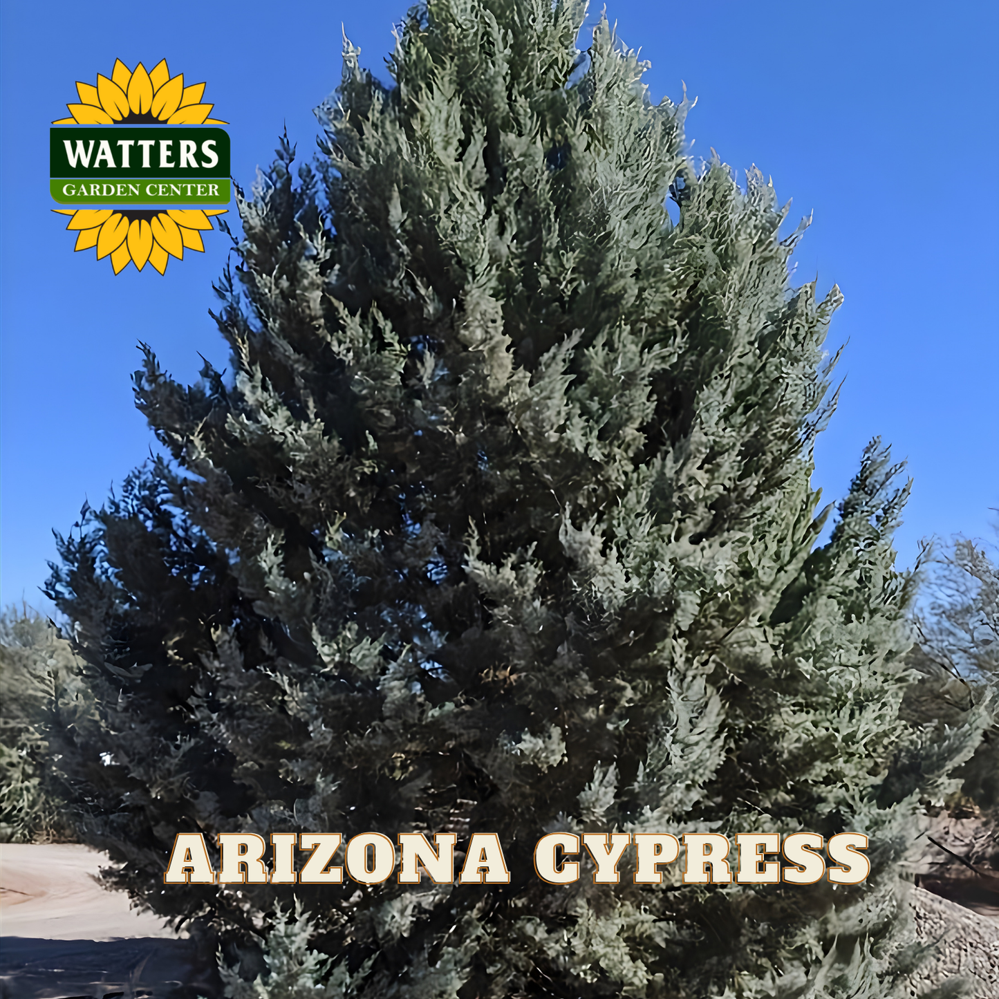Arizona Cypress tree with Watters Garden Center logo and text overlay.