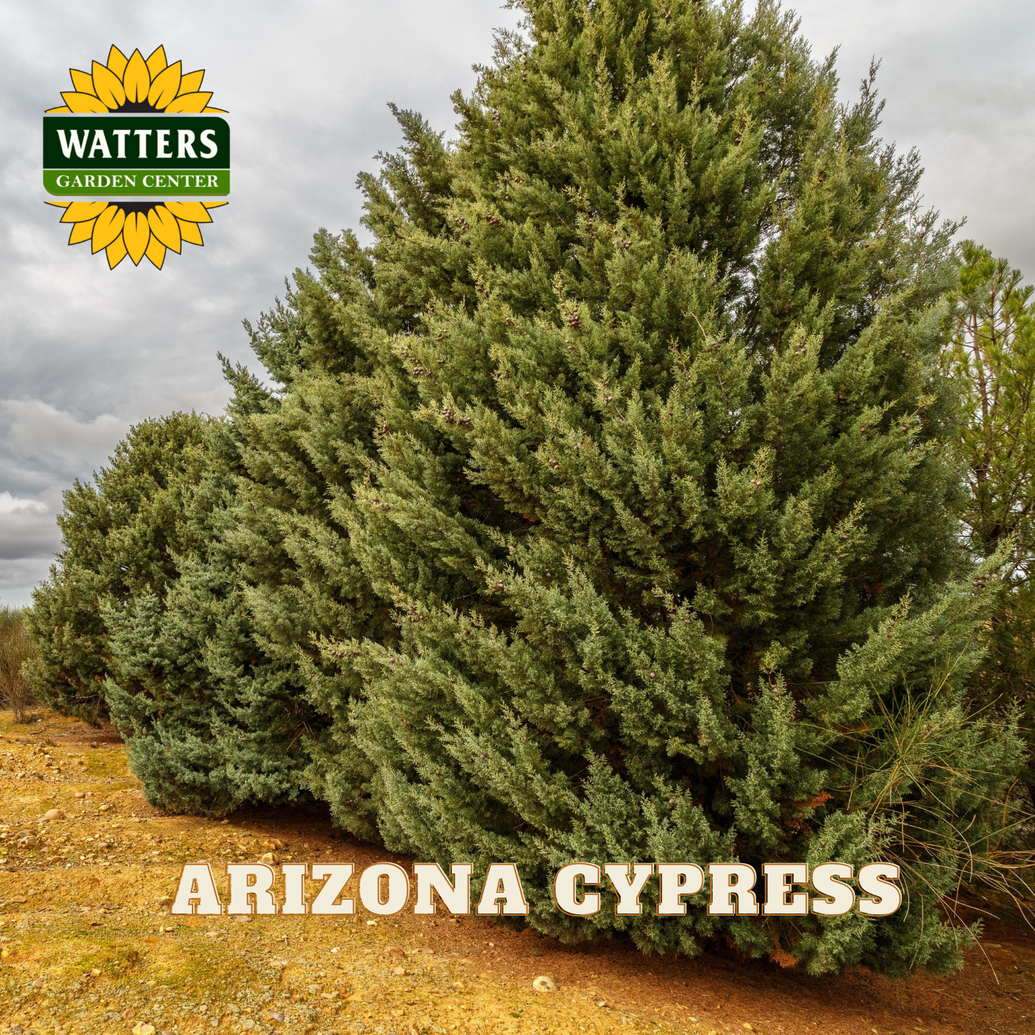 Arizona Cypress trees with Watters Garden Center logo and text overlay.