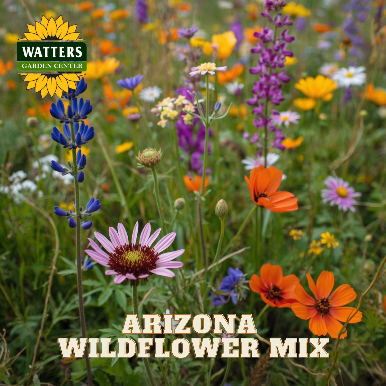arizona wild flower seeds ARIZONA WILDFLOWER MIX
