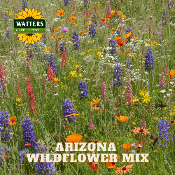 wildflower seed heads of northern arizona ARIZONA WILDFLOWER MIX – Watters Garden Center