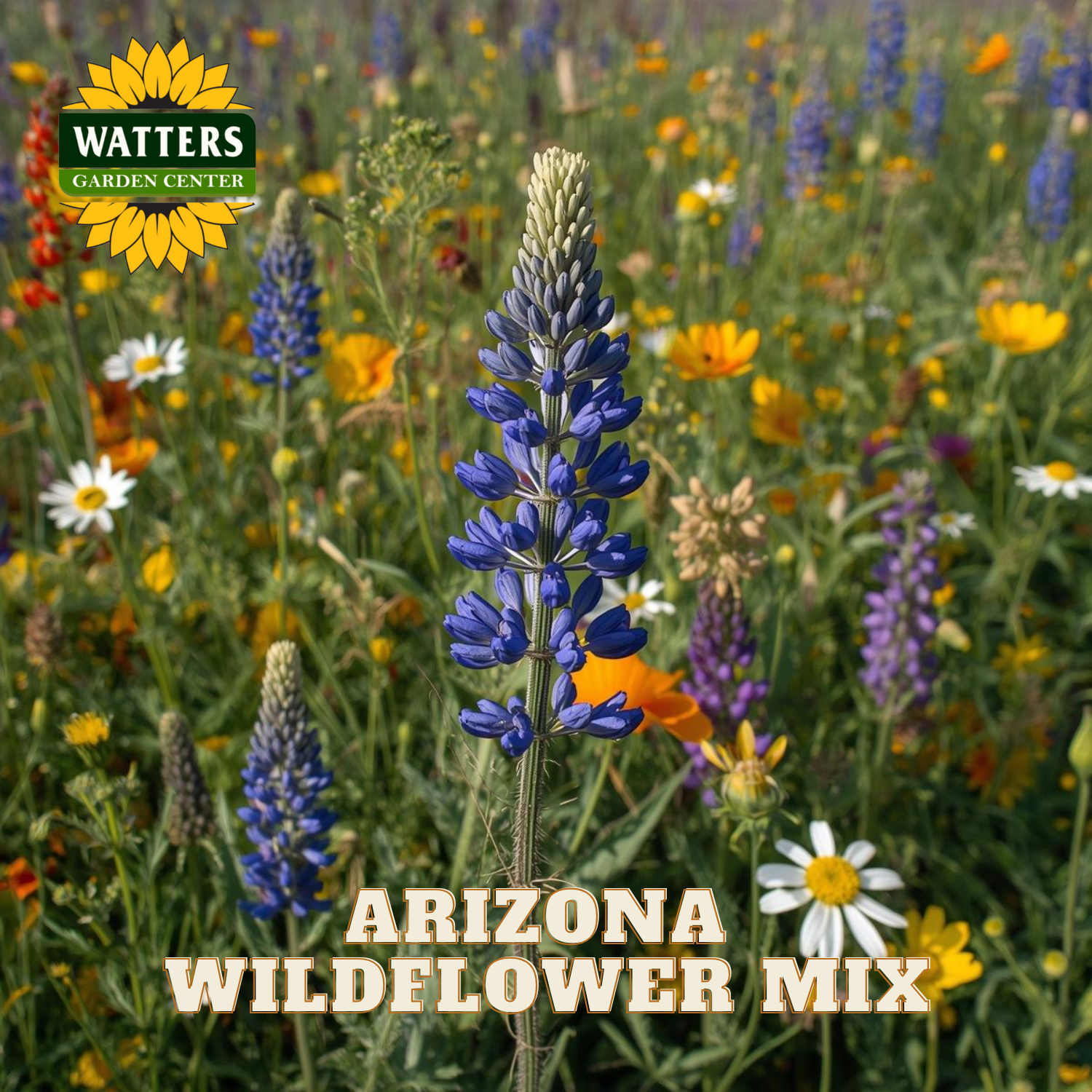 arizona wildflower seed mix ARIZONA WILDFLOWER MIX