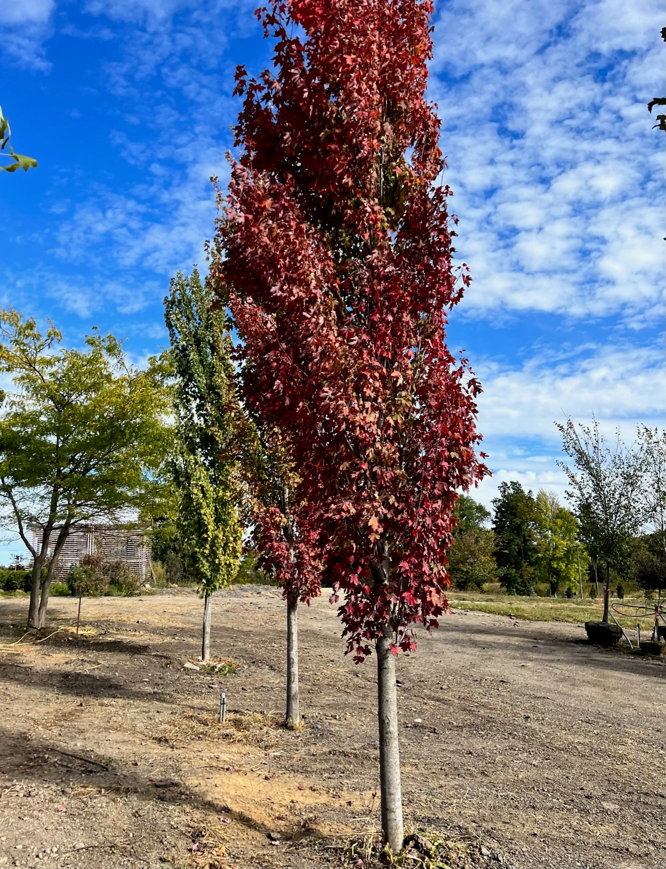 ARMSTRONG MAPLE TREE 10gal