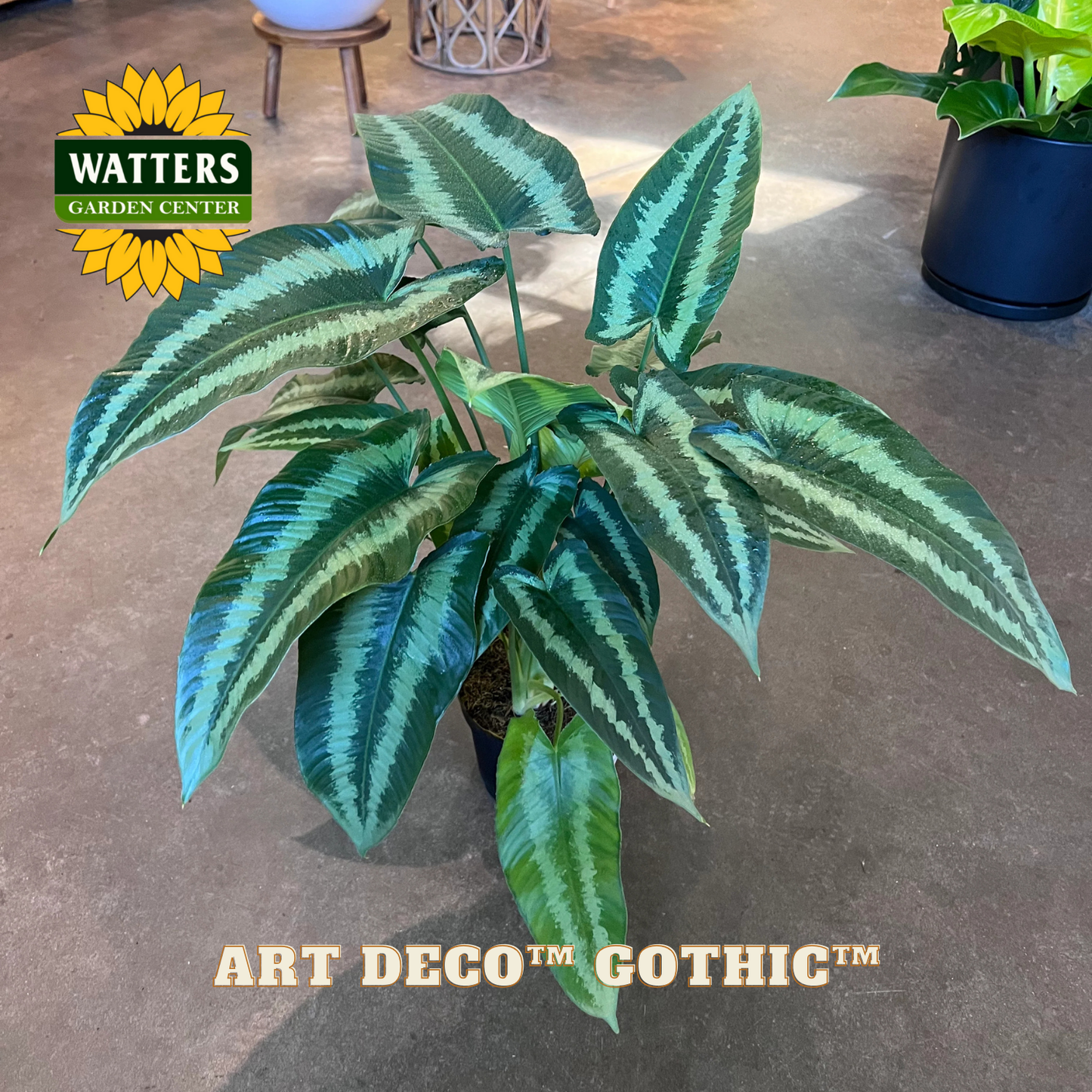 Potted plant with striped leaves on a concrete floor, featuring Watters Garden Center logo.