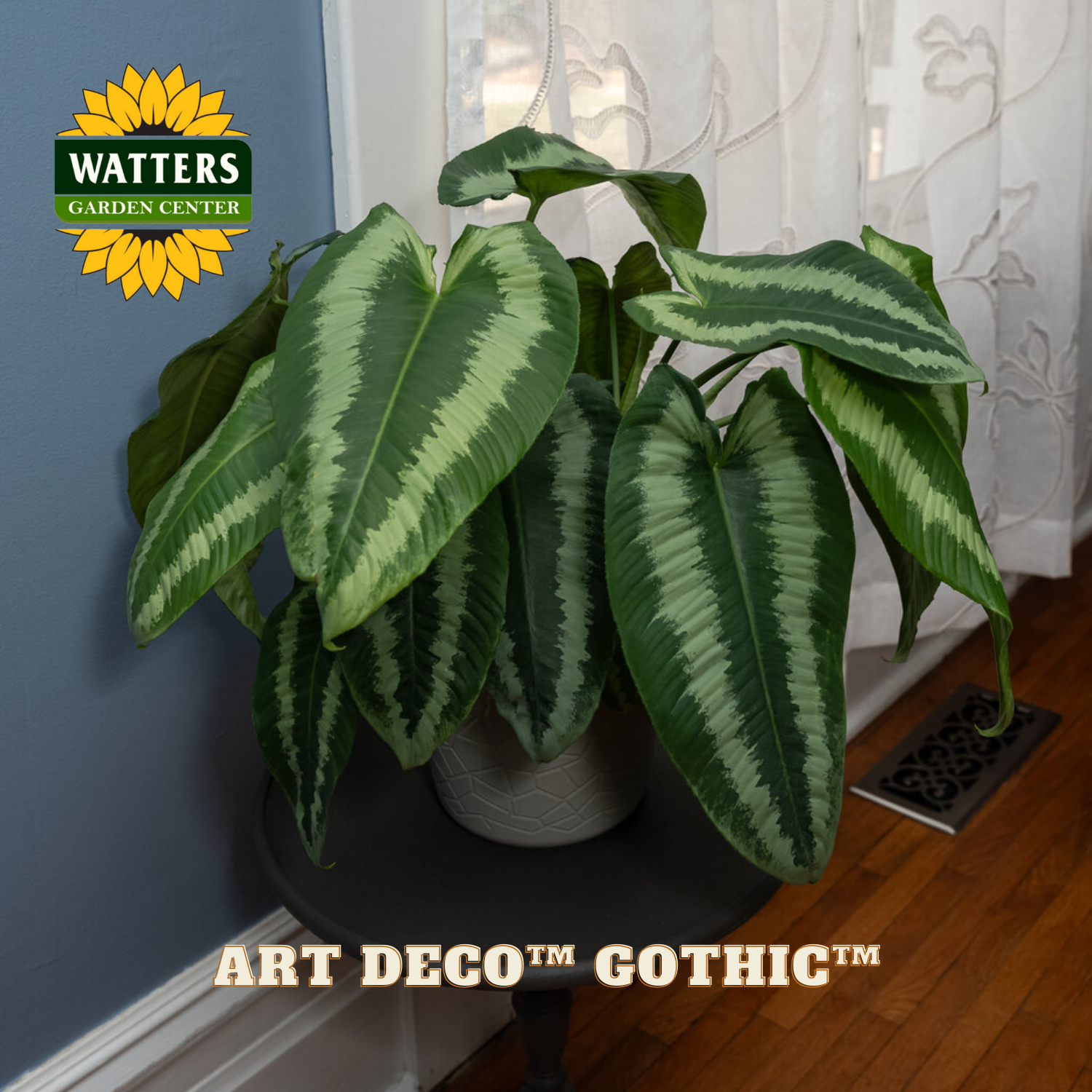 Potted plant with striped leaves on a table, Watters Garden Center logo visible