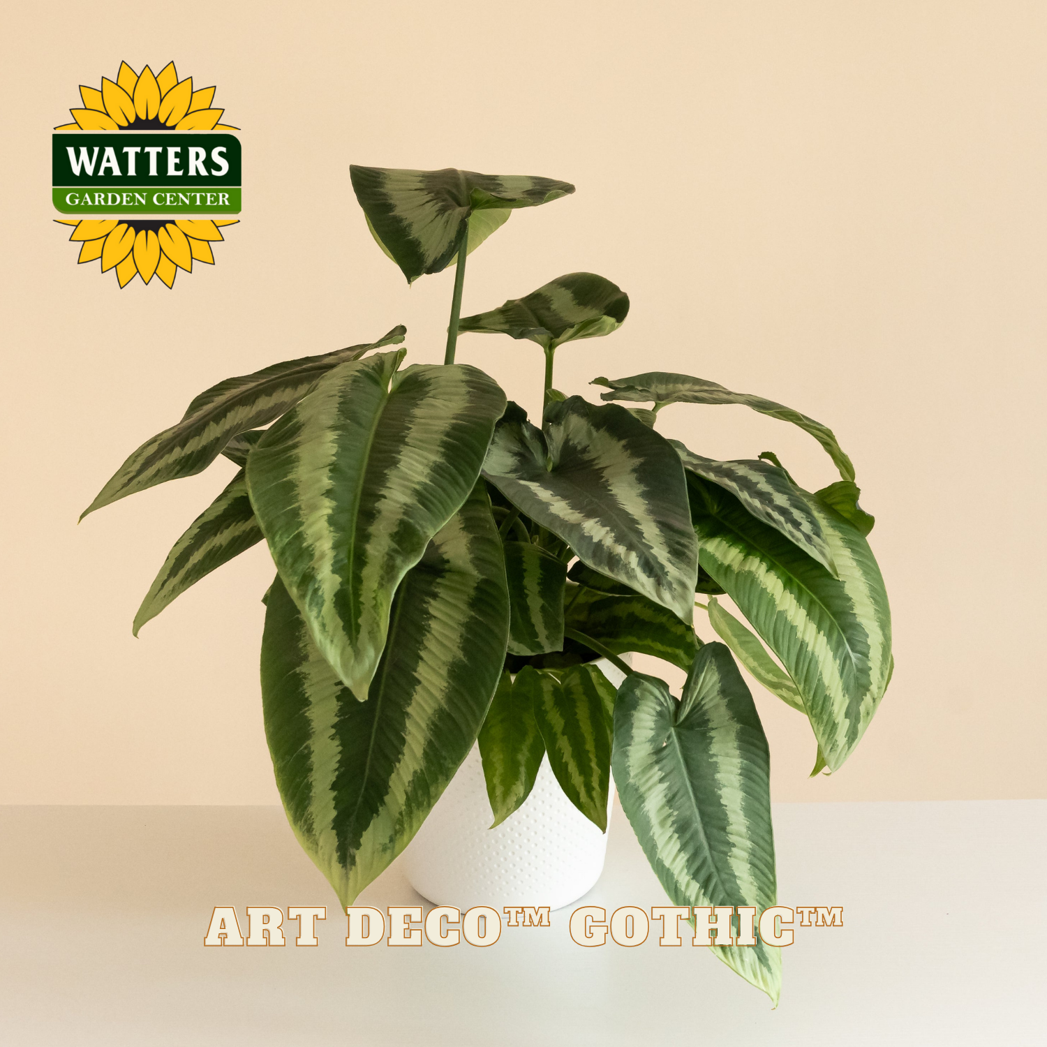 Potted plant with Watters Garden Center logo and 'Art Deco Gothic' variety name.