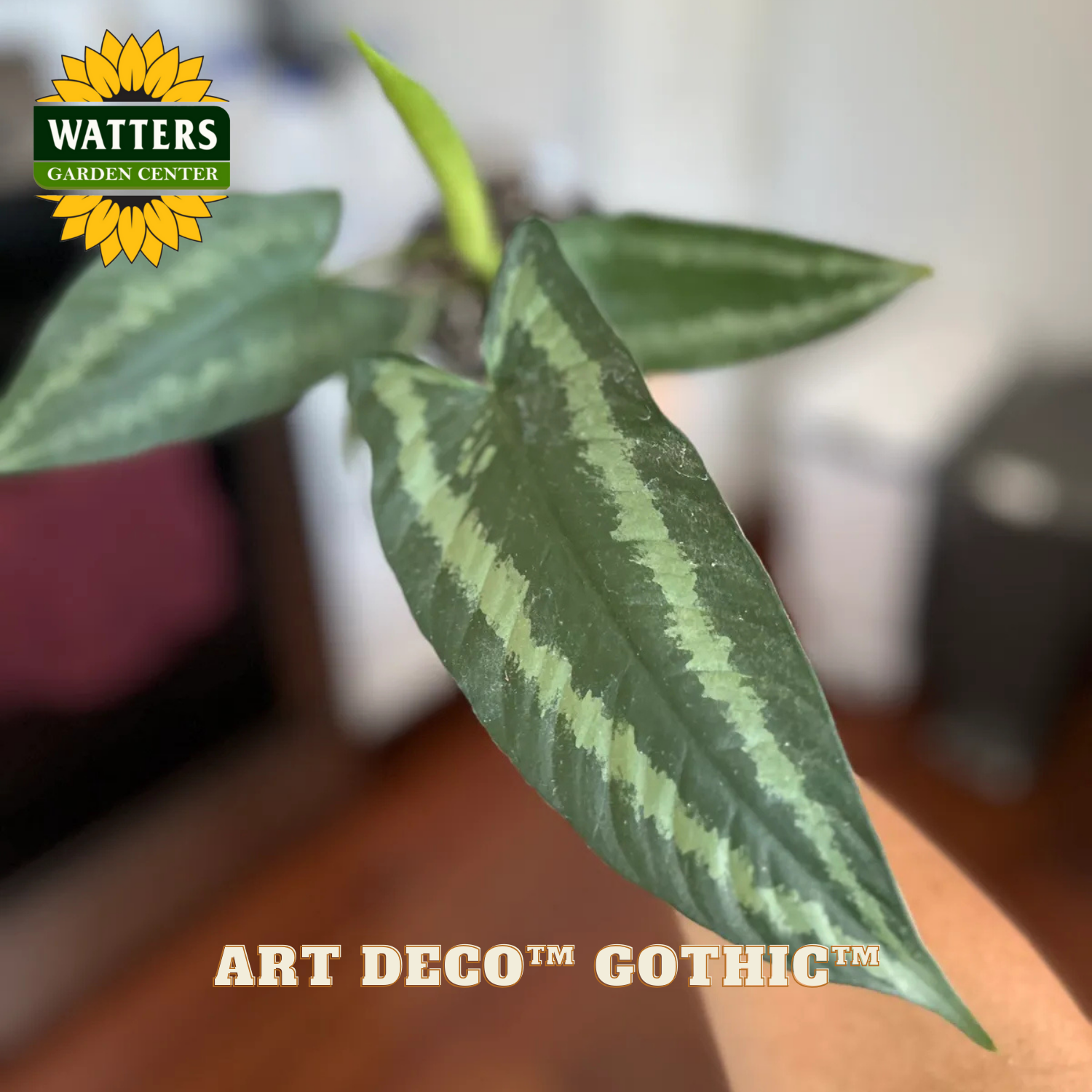 Close-up of a green leafy plant with 'Watters Garden Center' logo and 'Art Deco Gothic' text.
