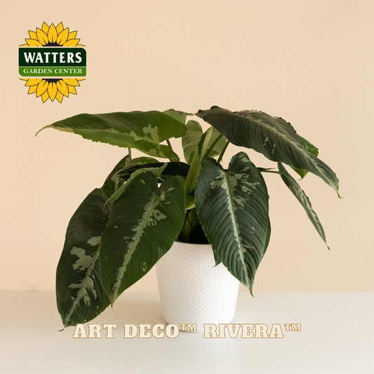 Potted plant with 'Watters Garden Center' logo and 'Art Deco Rivera' variety name.