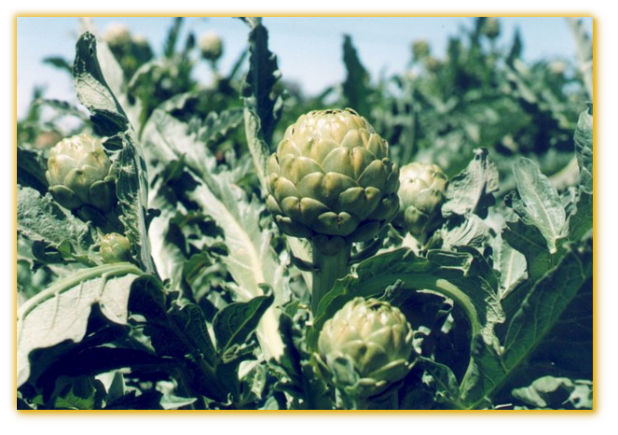 EMERALD ARTICHOKE 1gal