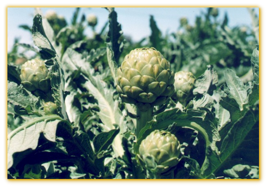 EMERALD ARTICHOKE 1gal