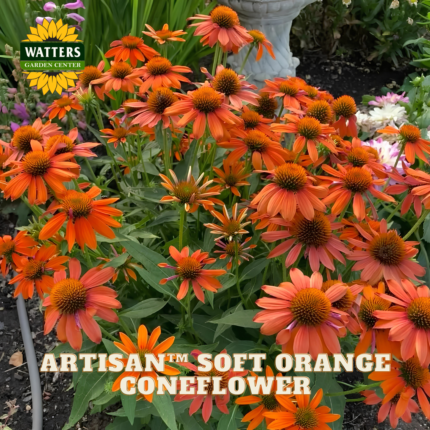 A cluster of Artisan Soft Orange Coneflowers in a garden setting, with a Watters Garden Center logo in the top-left corner and text overlay at the bottom.