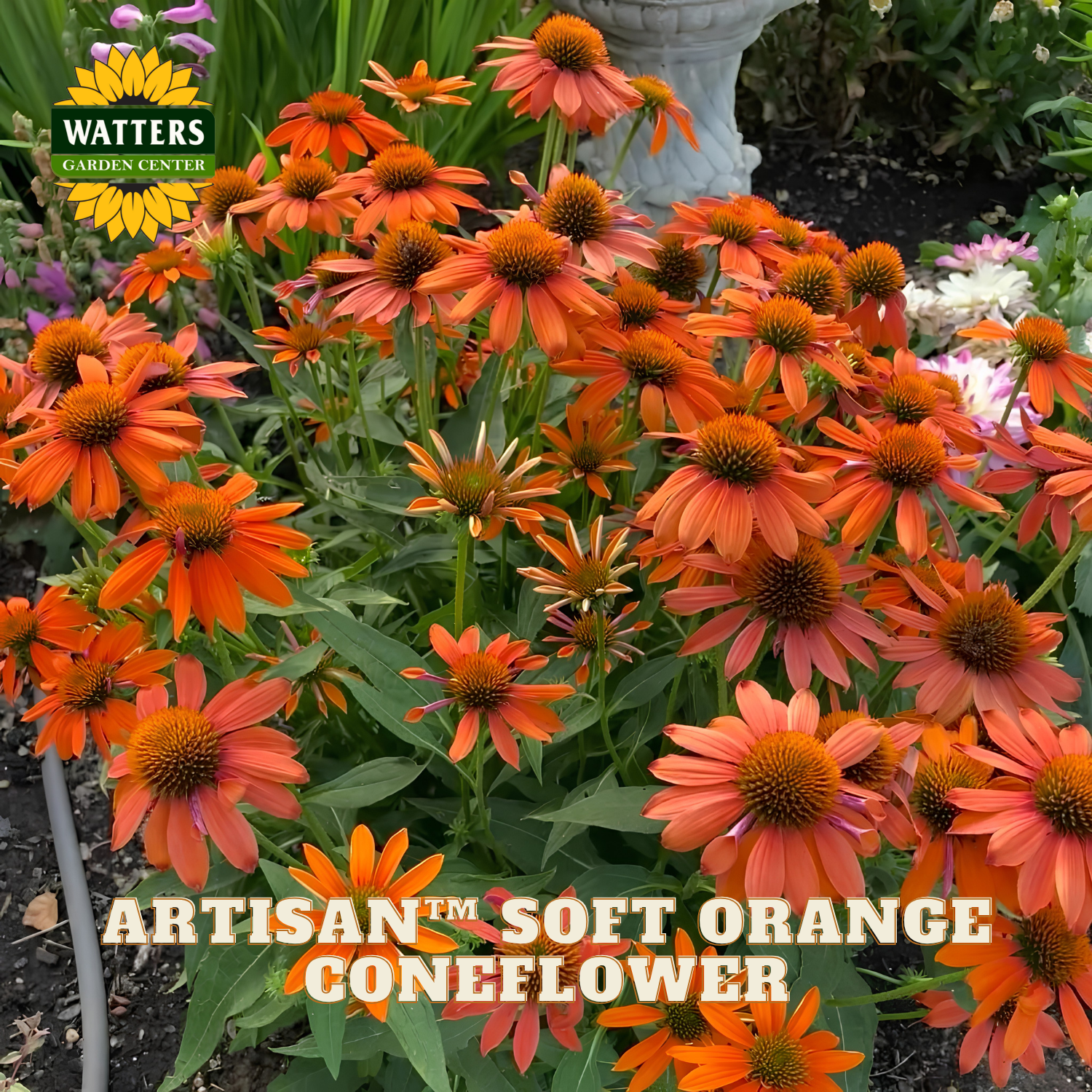A cluster of Artisan Soft Orange Coneflowers in a garden setting, with a Watters Garden Center logo in the top-left corner and text overlay at the bottom.