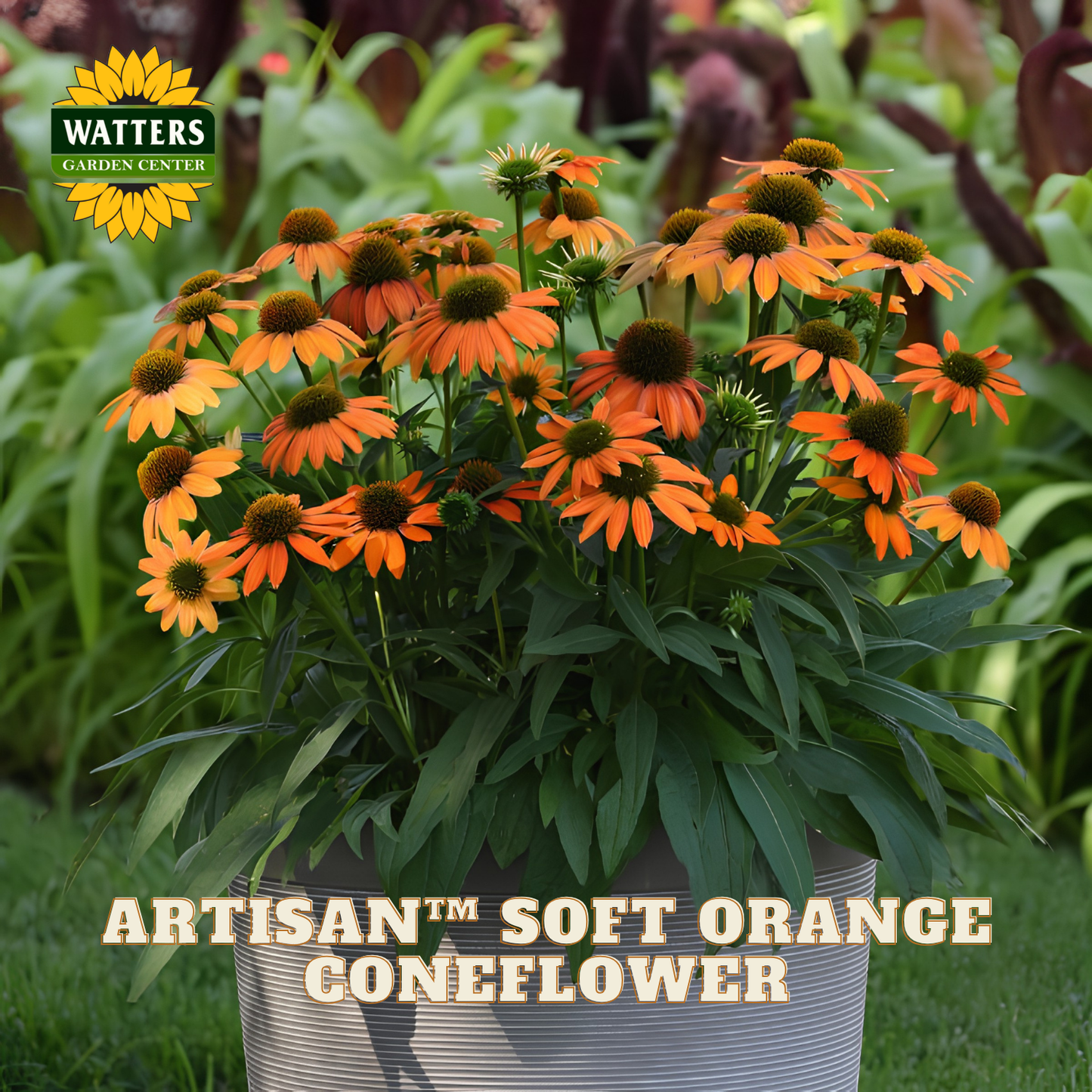 A potted cluster of Artisan Soft Orange Coneflower (Echinacea 'Artisan') in a galvanized metal pot, shown outdoors on a grassy lawn with a blurred garden background. The Watters Garden Centers logo is visible in the top left, and text at the bottom reads 'ARTISAN™ SOFT ORANGE GONEFLOWER'.