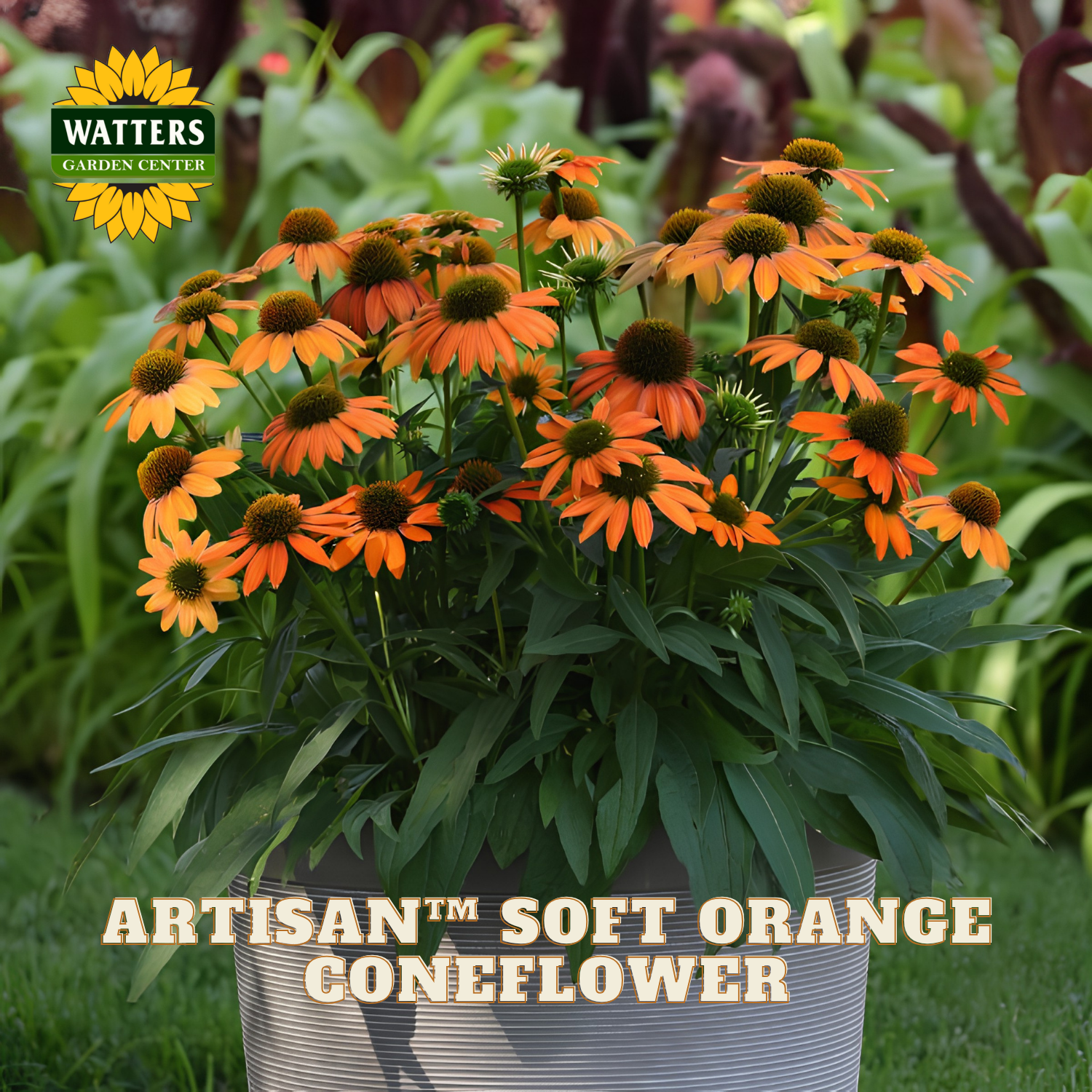 A potted cluster of Artisan Soft Orange Coneflower (Echinacea 'Artisan') in a galvanized metal pot, shown outdoors on a grassy lawn with a blurred garden background. The Watters Garden Centers logo is visible in the top left, and text at the bottom reads 'ARTISAN™ SOFT ORANGE GONEFLOWER'.