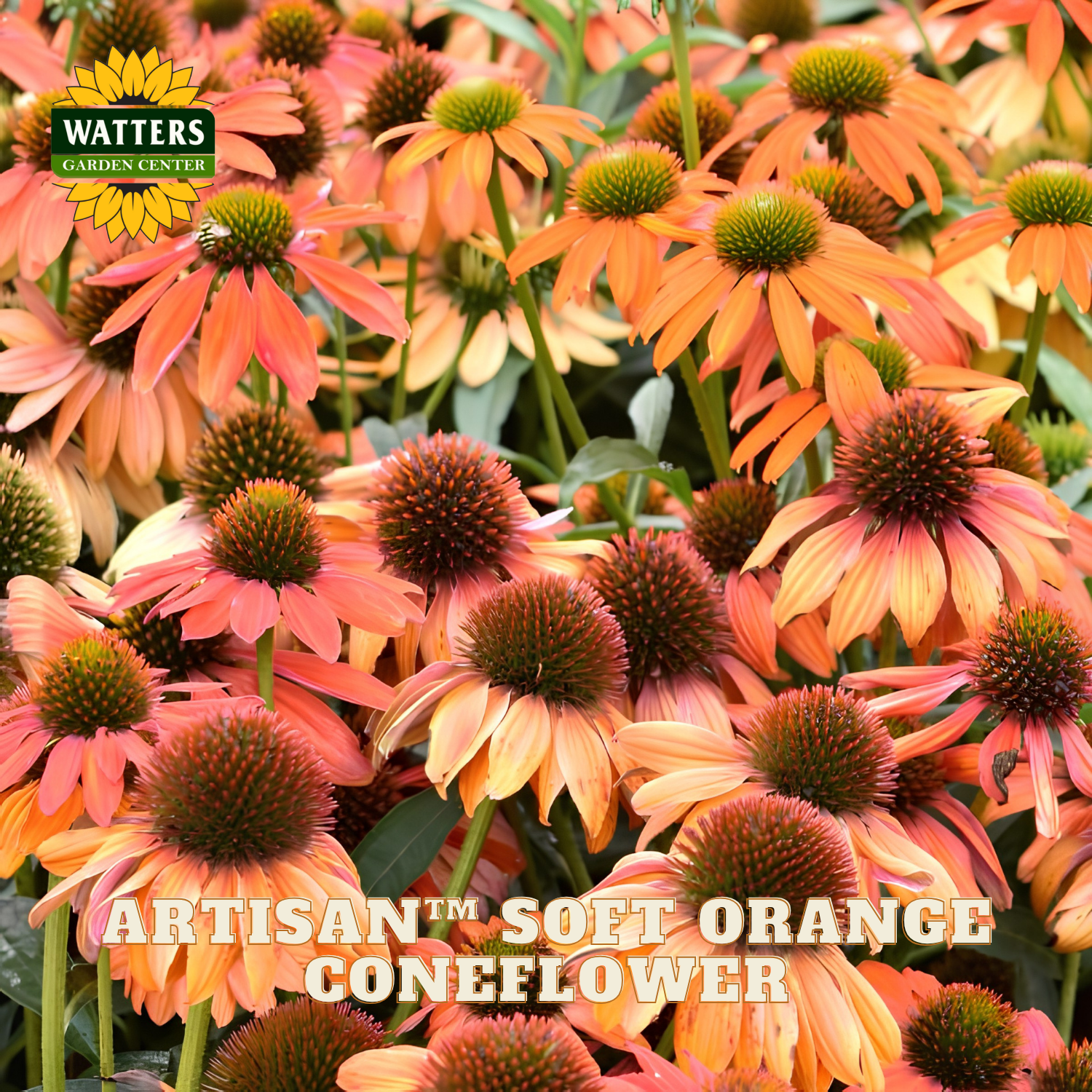 Close-up of Artisan Soft Orange Coneflower blooms with orange-pink petals and dark green centers, with Watters Garden Center branding and product text overlaid.
