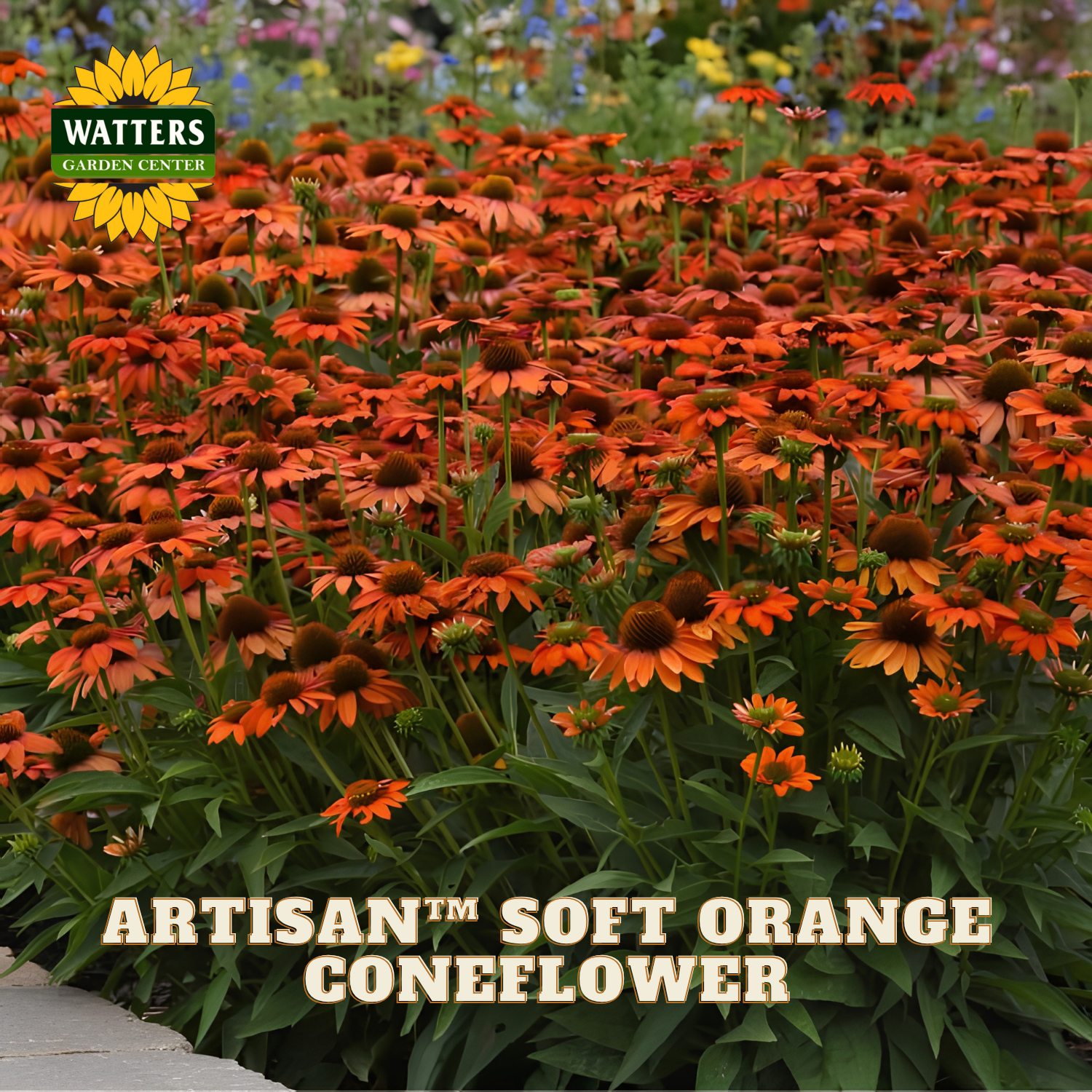 A dense field of Artisan Soft Orange Coneflower in a garden setting, with green foliage and a Watters Garden Center logo in the top left corner.