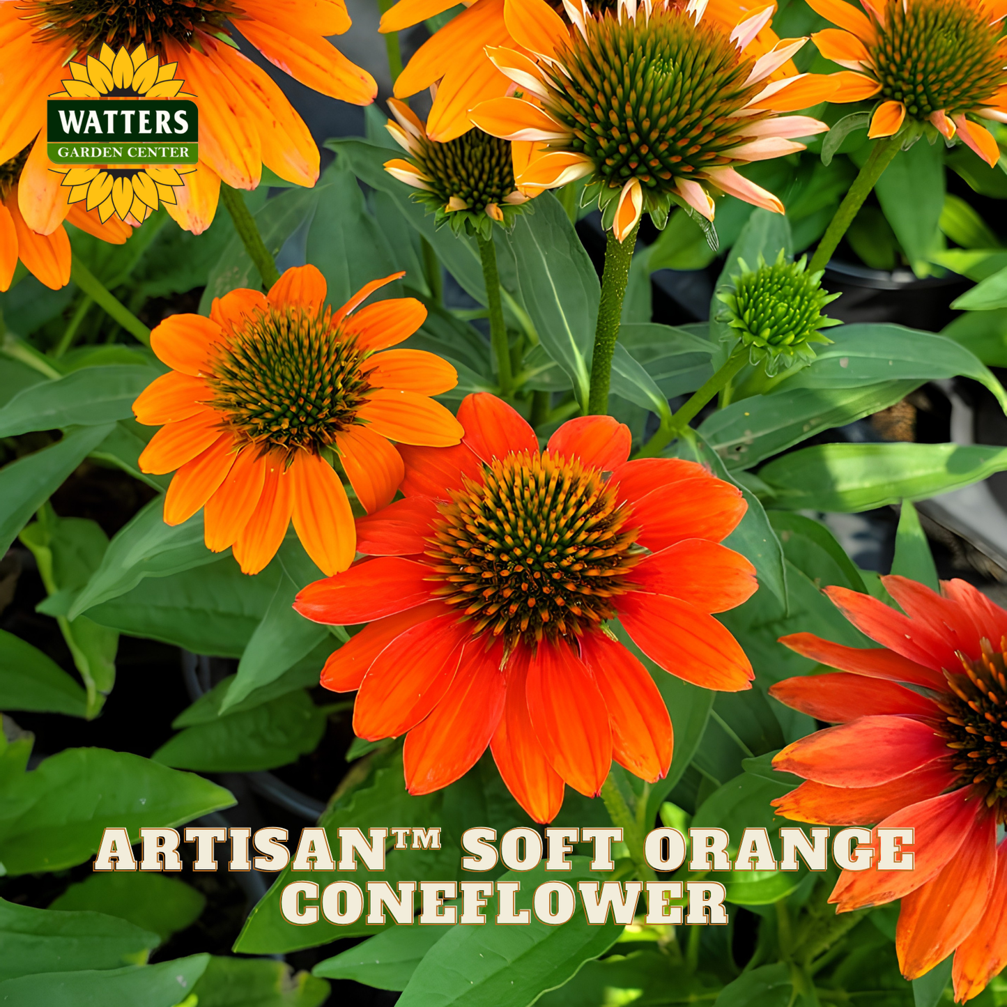 Bright orange coneflowers with green centers and green leaves, shown in a close-up garden-style photo with the text 'WATTERS GARDEN CENTER' and 'ARTISAN™ SOFT ORANGE CONEFLOWER' overlaid.