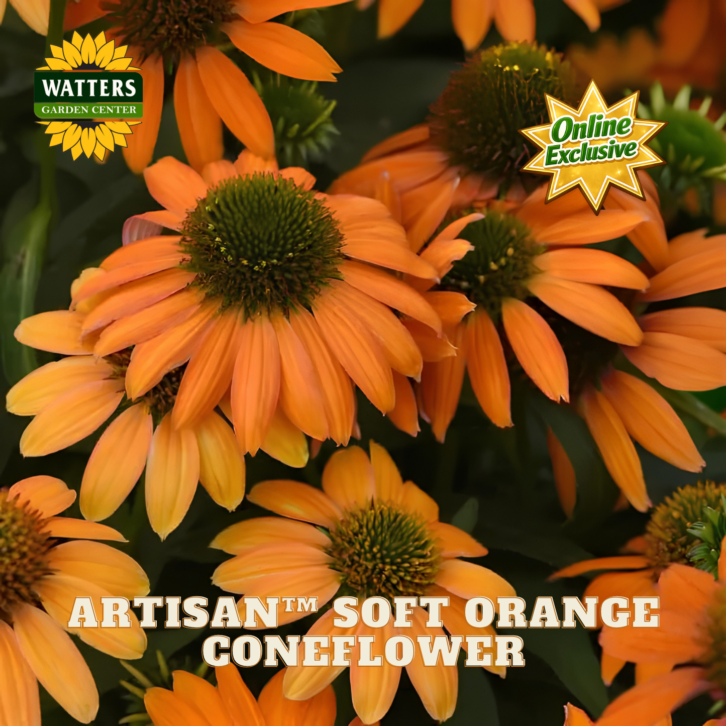 Close-up of orange coneflowers with dark green centers and text reading 'WATTERS GARDEN CENTER' and 'ARTISAN Soft Orange Coneflower,' plus an 'Online Exclusive' badge.