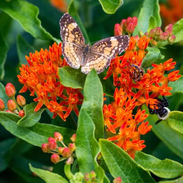 MILKWEED SEED