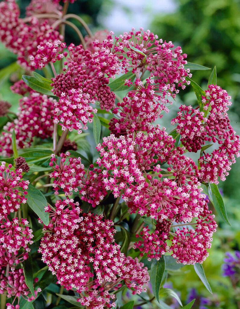 SOULMATE MILKWEED
