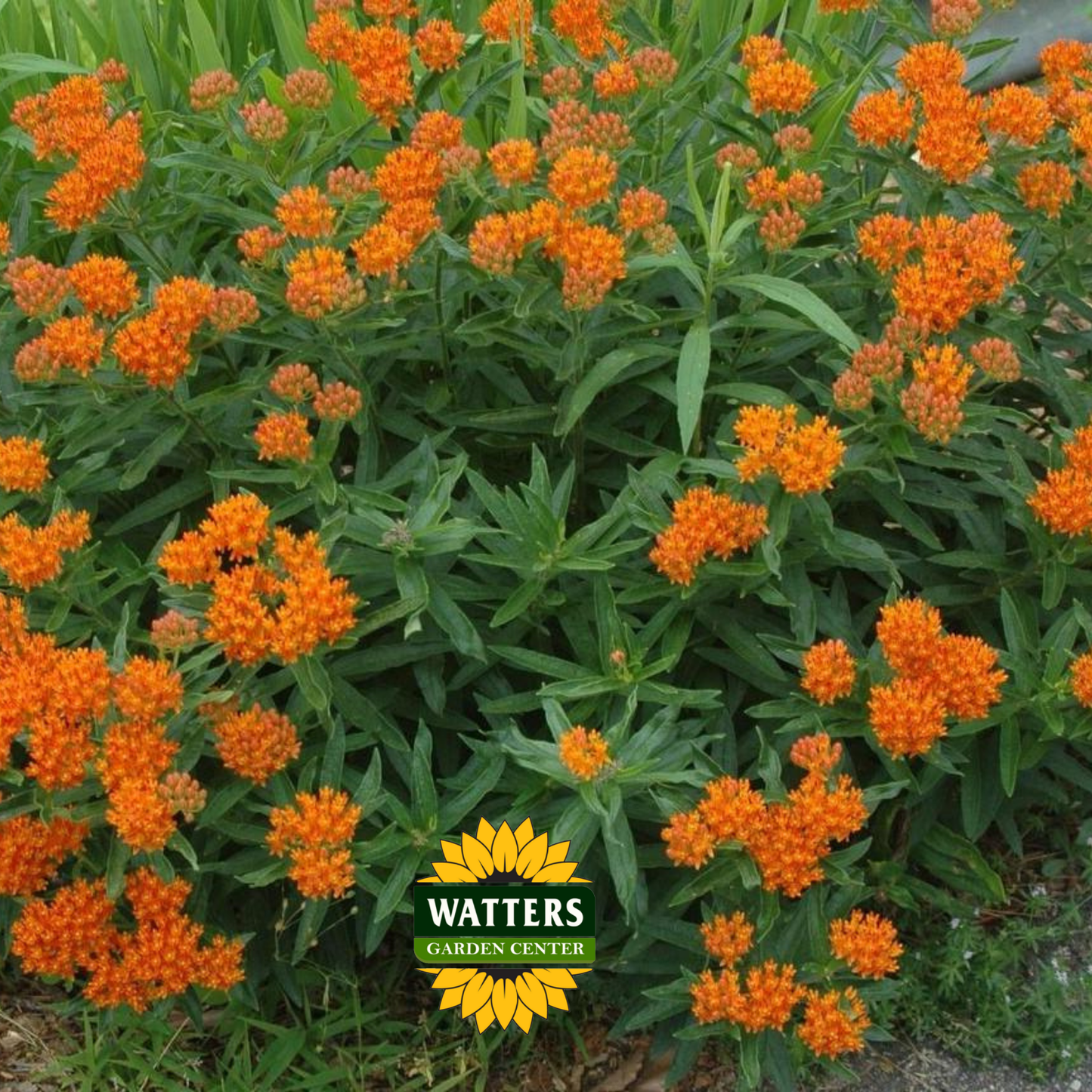 Asclepias - Orange Butterfly Weed