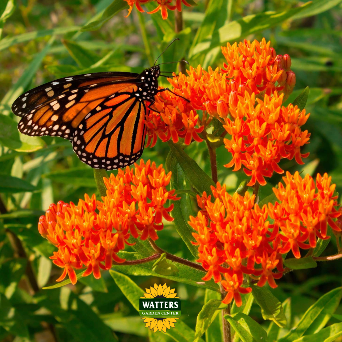 Asclepias - Orange Butterfly Weed