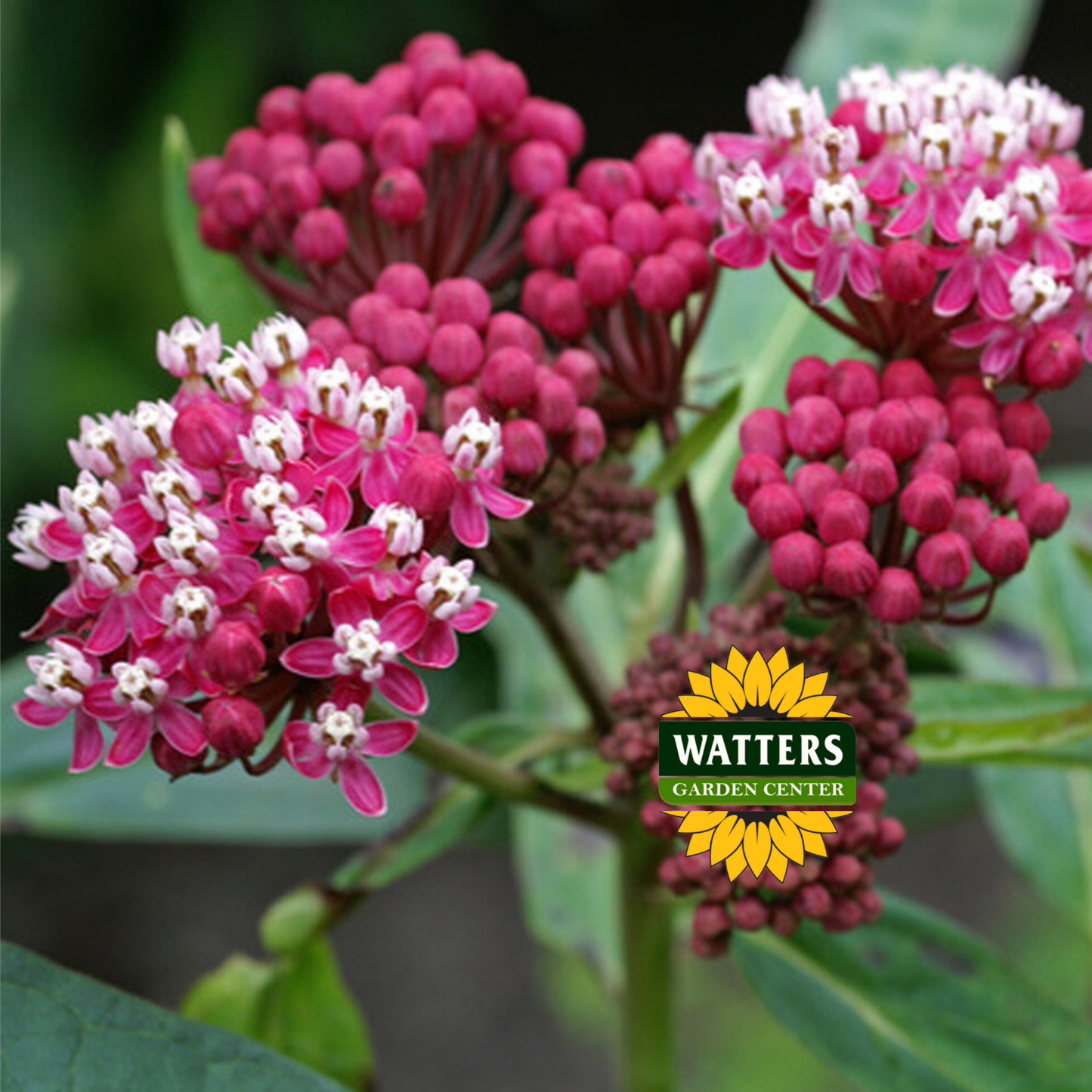 Asclepias - Soulmate Swamp Milkweed