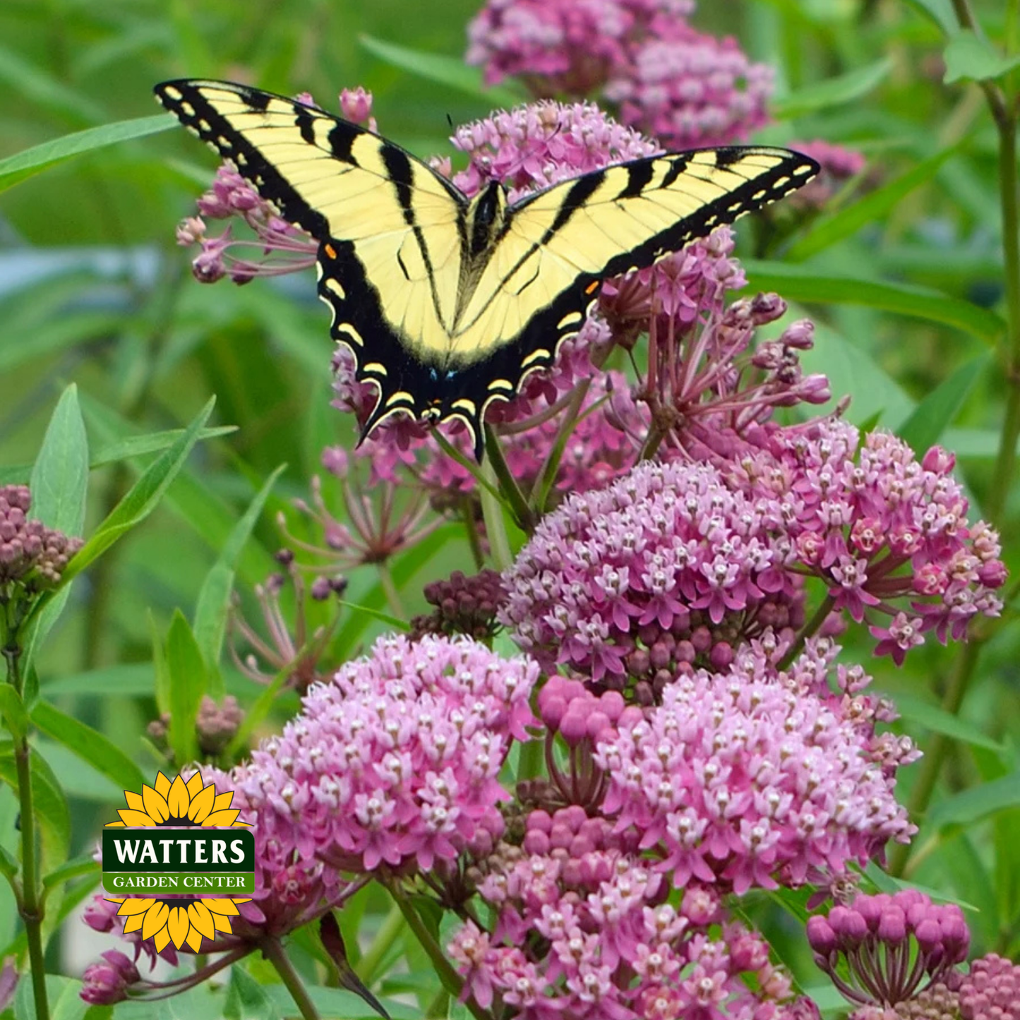 Asclepias - Soulmate Swamp Milkweed
