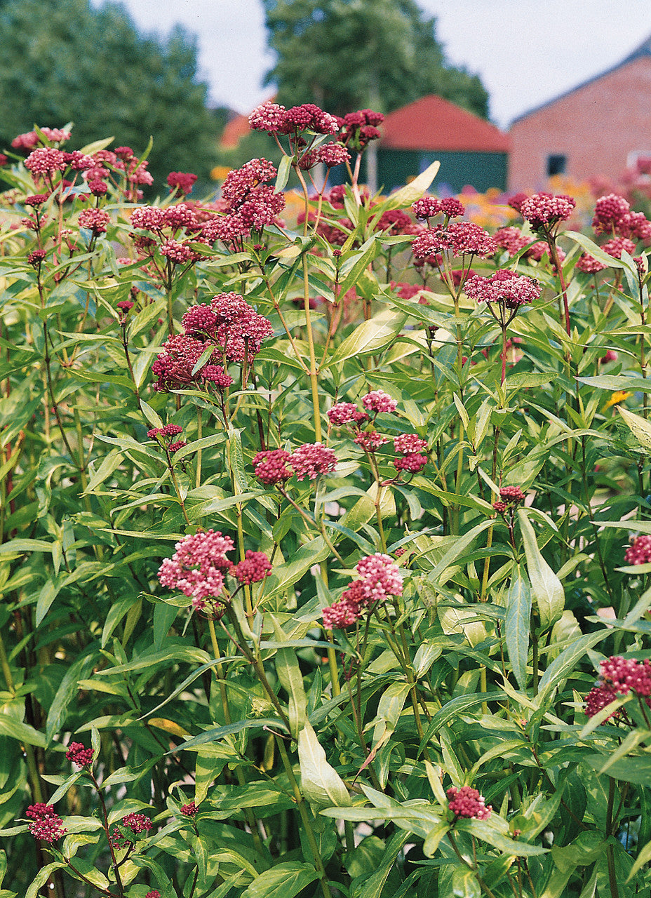 SOULMATE MILKWEED