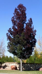 RAYWOOD ASH TREE 15gal