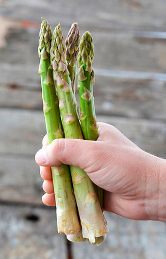 ***Millennium Hybrid Male Asparagus Crowns - Large Crowns For Faster Cutting